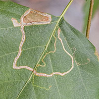 Cheilosia fasciata